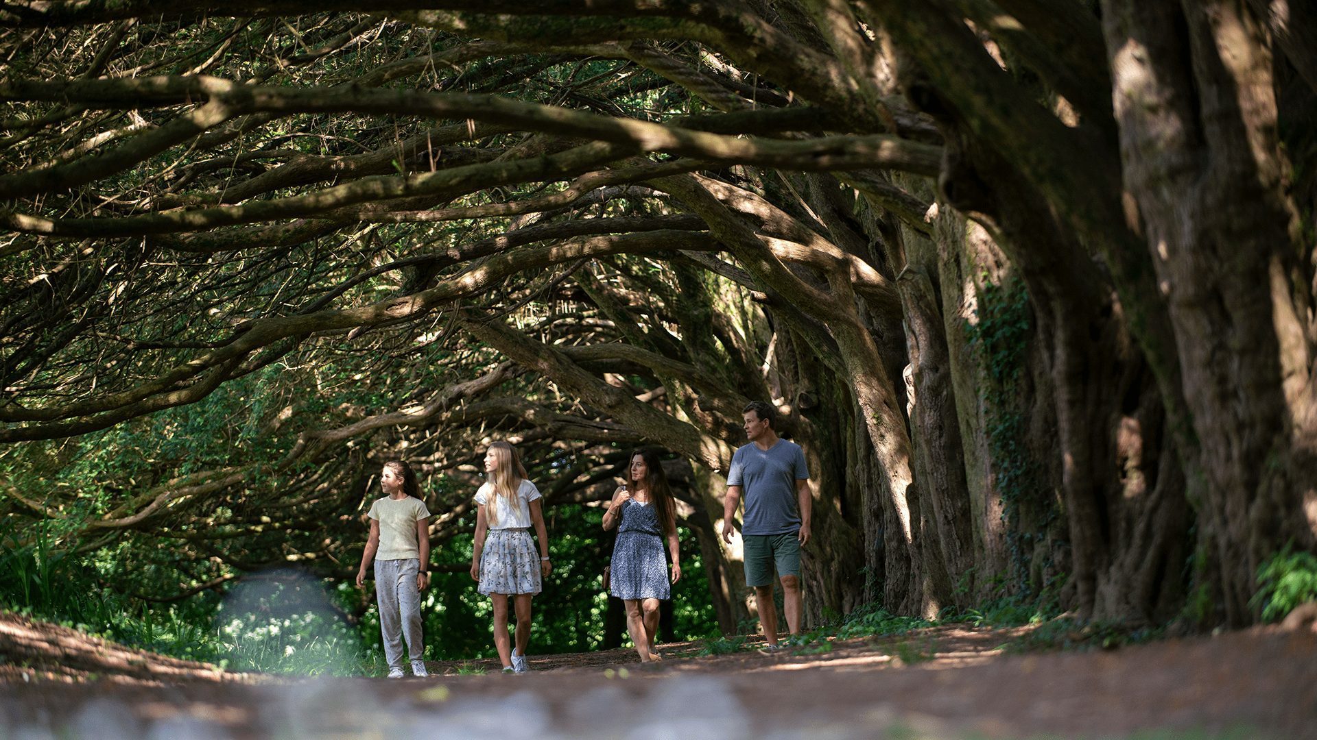 700 Year Old Yew Tree Walk In Huntington Castle And Gardens Co Carlow