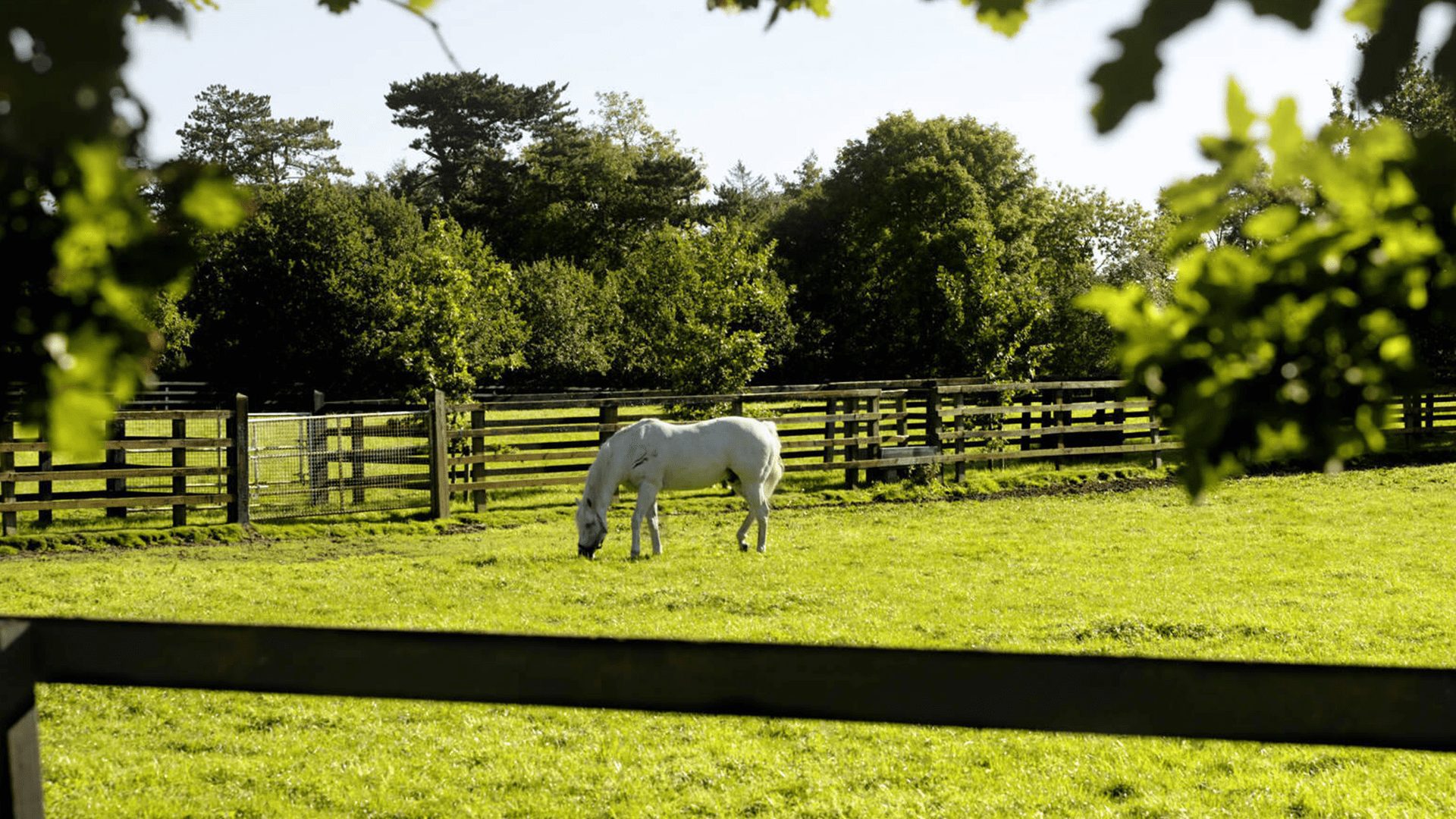 Irish National Stud