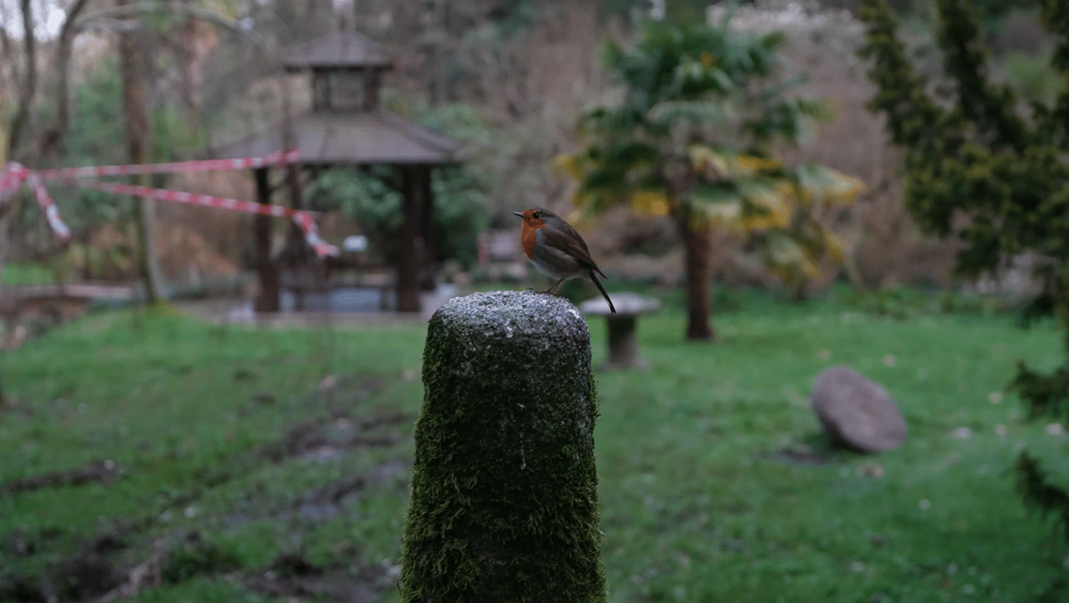 European robin perched on a moss-covered stone post in the Japanese Gardens at Powerscourt Estate, Wicklow, Ireland, on a private guided garden tour from Dublin