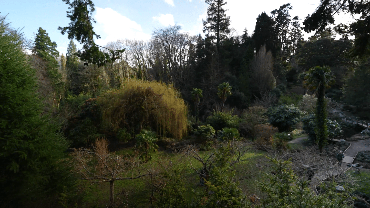 Aerial view of the Japanese Gardens at Powerscourt Estate, Wicklow, Ireland, with a golden weeping willow and exotic trees on a private garden tour from Dublin